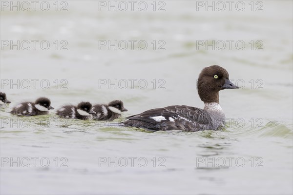 Barrow's goldeneye (Bucephala islandica), female with chicks, young birds, Laxa River, Lake Myvatn, Iceland, Europe