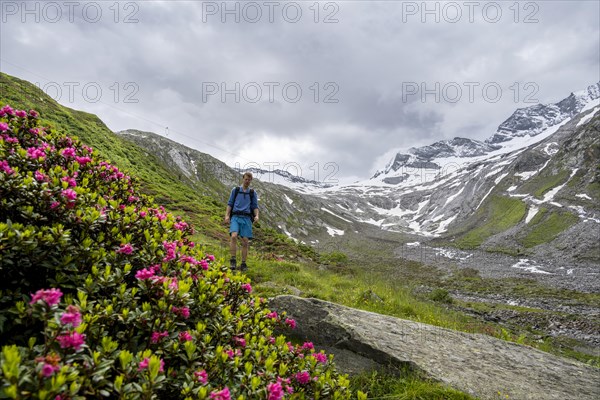 Mountaineers on a hiking trail between blooming alpine roses, view of the Schlegeisgrund valley, glaciated mountain peaks Hoher Weiszint and Dosso Largo with Schlegeiskees glacier, Berliner Hoehenweg, Zillertal, Tyrol, Austria, Europe