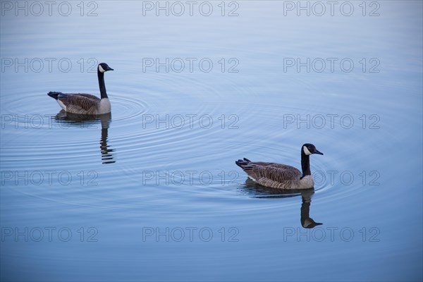 A pair of Canada geese on a smooth water surface, Lake Kemnader, Ruhr area, North Rhine-Westphalia, Germany, Europe