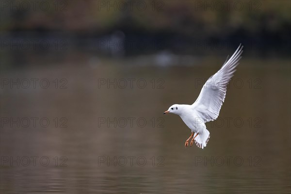 A black-headed gull in flight, Lake Kemnader, Ruhr area, North Rhine-Westphalia, Germany, Europe