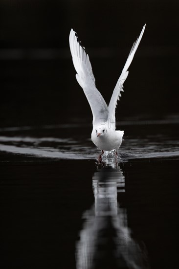 A Black-headed Black-headed Gull at take-off, Lake Kemnader, Ruhr area, North Rhine-Westphalia, Germany, Europe