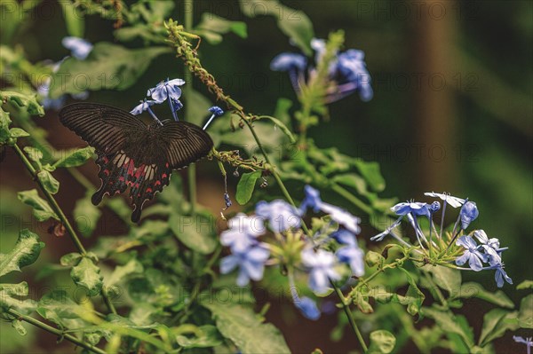 A black butterfly with red spots sits on blue flowers surrounded by green foliage, Krefeld Zoo, Krefeld, North Rhine-Westphalia, Germany, Europe