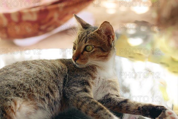 A relaxed barn tabby cat relaxing bathe in soft light showing the genuine moment of rural countryside living