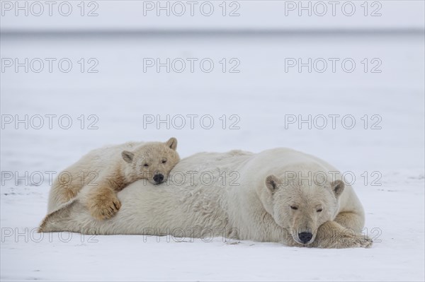 Two polar bears (Ursus maritimus), mother with young lying and sleeping in the snow, peaceful, Kaktovik, Alaska