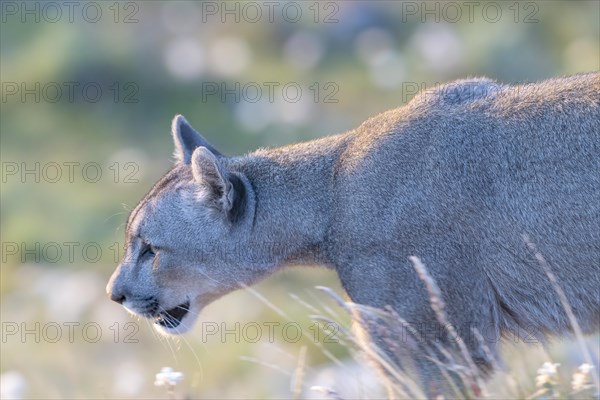 Cougar (Cougar concolor), silver lion, mountain lion, cougar, panther, small cat, morning light, animal portrait, Torres del Paine National Park, Patagonia, end of the world, Chile, South America