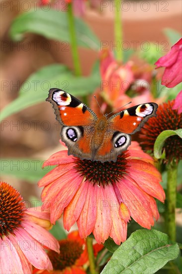 European peacock (Aglais io), on red coneflower (Echinacea paradoxa), Wilden, North Rhine-Westphalia, Germany, Europe