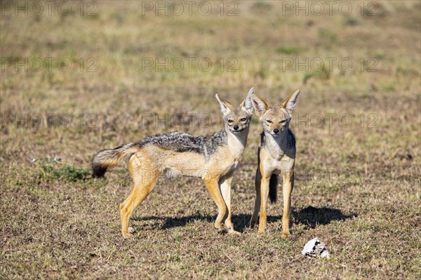 Black-backed jackal (Canis mesomeles) Masai Mara Kenya