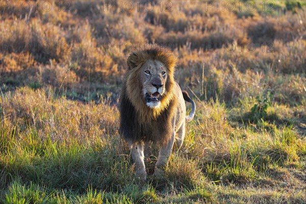 Lion (Panthera leo) Masai Mara Kenya