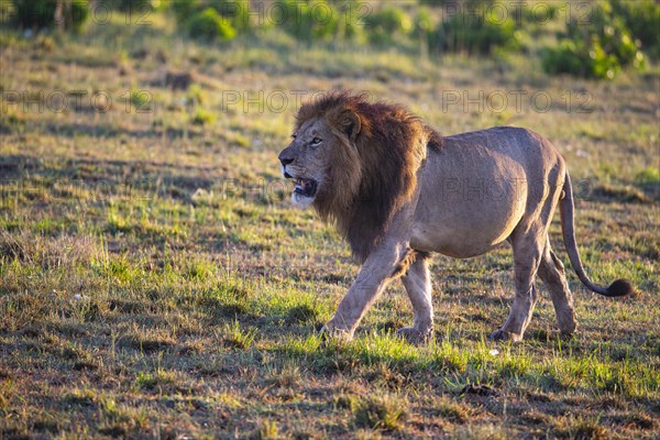 Lion (Panthera leo) Masai Mara Kenya