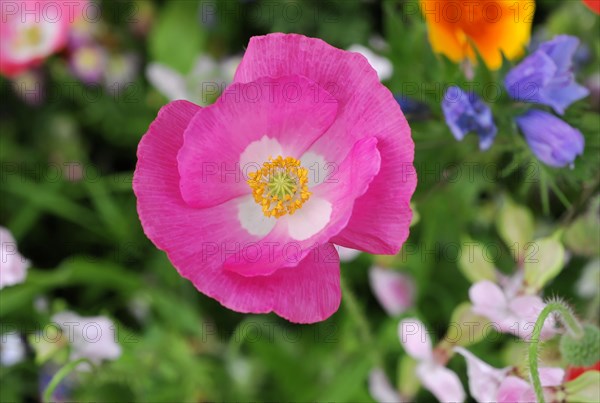 Mallows (Malva), yellow marguerites (Leucanthemum), poppy flowers (Papaver rhoeas), Baden-Wuerttemberg, Germany, Europe