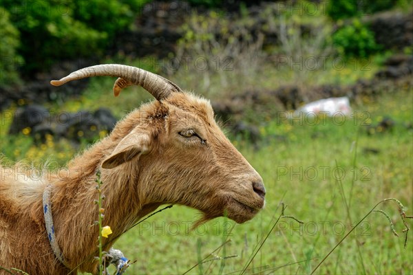 A brown goat with a twisted horn lies relaxed in the green grass, circular path, Santa Luzia, Pico, Azores, Portugal, Europe