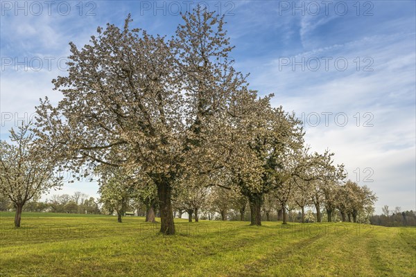 Flowering fruit trees in a meadow orchard in spring, Roggwil, Canton Thurgau, Switzerland, Europe