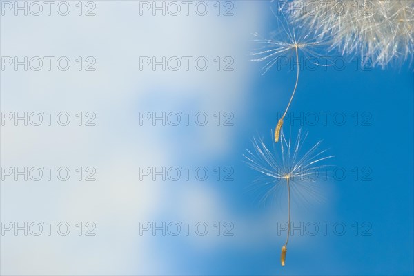 Common dandelion (Taraxacum ruderalia), seed head with seeds on a flying umbrella (pappus) in front of a blue sky with white clouds, dandelion, sunny, umbrella flyer, symbol for lightness and wishes, seeds detach and fly away, macro photograph, close-up, Lower Saxony, Germany, Europe
