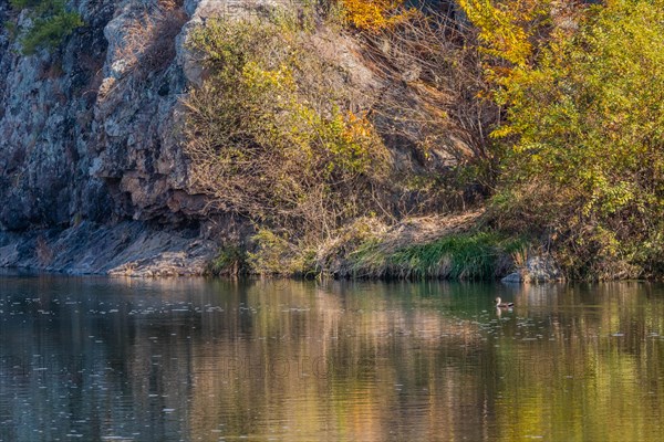Single spot-billed duck swimming alone in peaceful river next to autumn colored trees on rocky shore