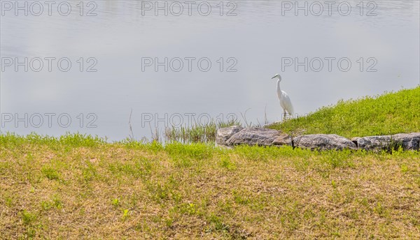 Snowy white egret standing on grassy shore of lake in South Korea