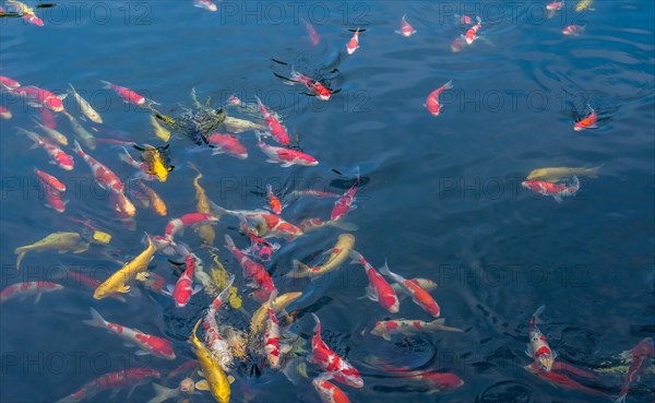 School of Koi swimming together at surface of pond