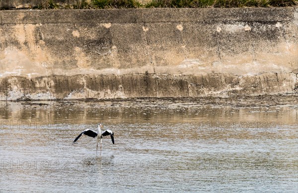 Large gray heron standing in lake with concrete wall at shoreline in background