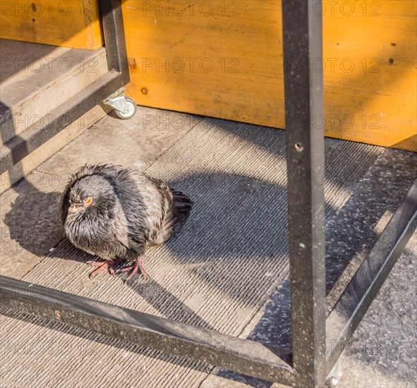 Single pigeon standing under a table with the bottom crossbar visible and the sun casting a shadow of the table leg across the pigeon