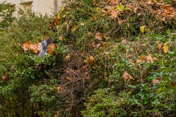 Back view of oriental turtledove landing on cotoneaster berry bush