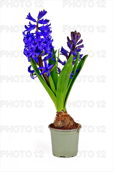 Blooming blue Hyacinthus spring flower in flower pot on white background