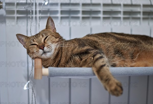 Image of a purebred Bengal cat lying on a hammock attached to a heater. Pet care concept. Mixed media