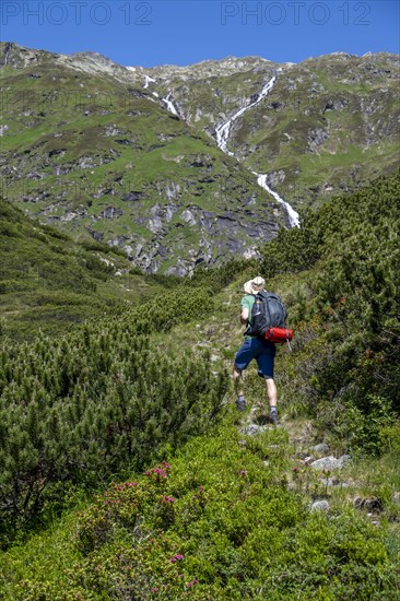 Mountaineer on a hiking trail through mountain pines, Berliner Hoehenweg, Zillertal Alps, Tyrol, Austria, Europe