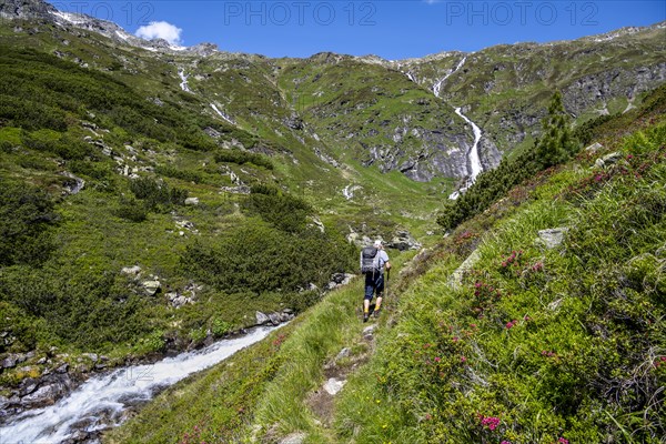 Mountaineer on hiking trail with alpine roses and mountain stream Kesselbach, Berliner Hoehenweg, Zillertal Alps, Tyrol, Austria, Europe