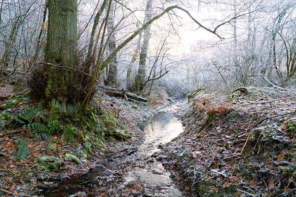 Drone image of stream, naturally flowing stream with floodplain in winter, Velbert, North Rhine-Westphalia
