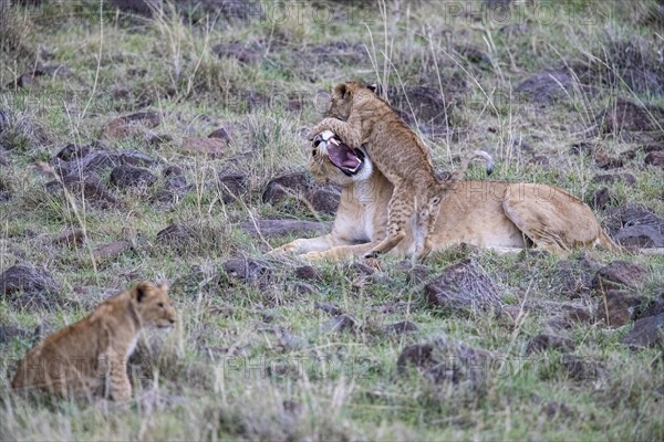 Lion (Panthera leo) Masai Mara Kenya