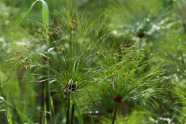 River cruise in the Okavango Delta, reeds, clouds, nature, natural landscape, landscape, nobody, puristic, Kwando River, BwaBwata National Park, Namibia, Africa