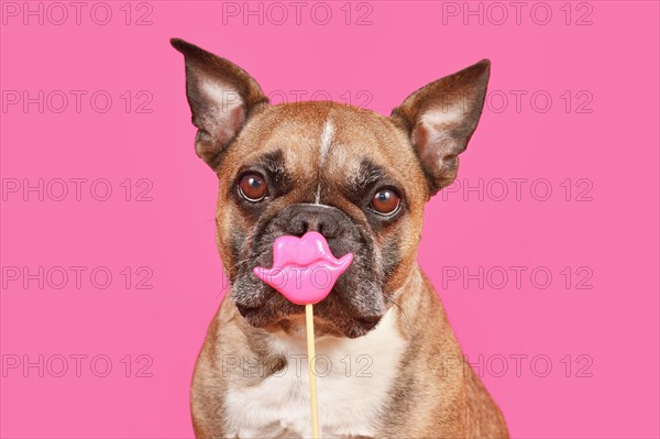 French Bulldog dog with Valentine's Day kiss lips photo prop in front of pink background