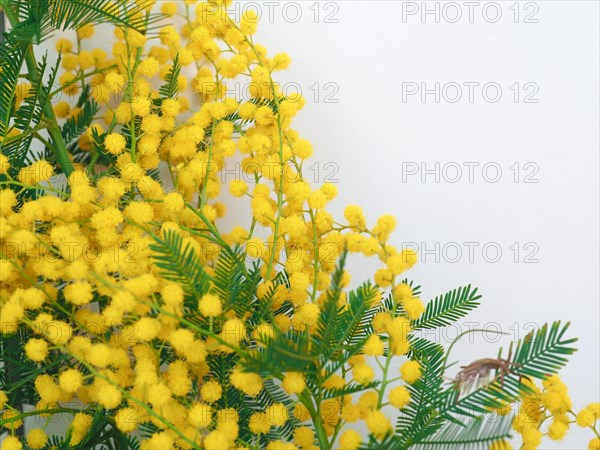 Mimosa sc. Acacia dealbata yellow flower