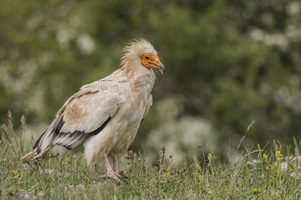 Egyptian Vulture (Neophron percnopterus), Castile-Leon Province, Picos de Europa, Spain, Europe