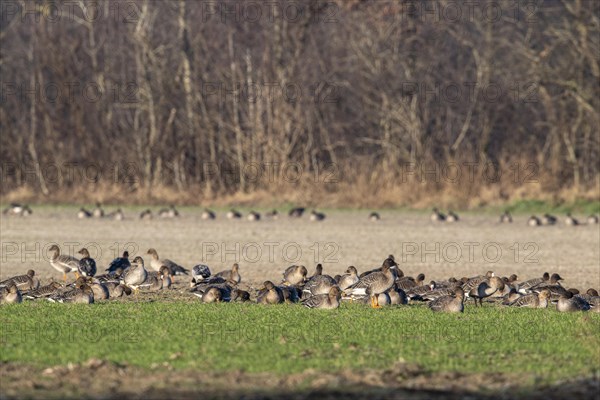 Greater white-fronted geese (Anser albifrons) and Bean Geese (Anser fabalis), Emsland, Lower Saxony, Germany, Europe