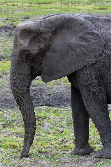 Eating elephant (Loxodonta africana), eating, food, nutrition, sideways, trunk, safari, Chobe National Park, Botswana, Africa