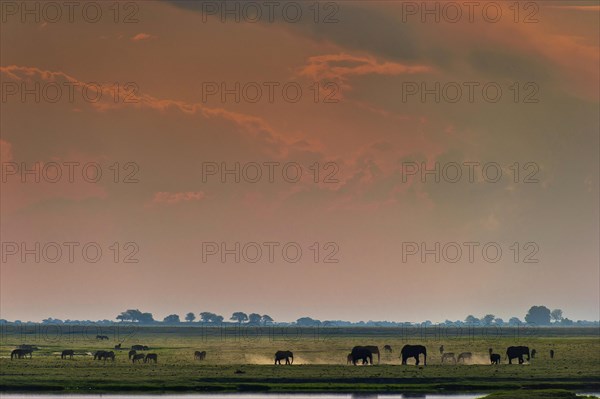 Elephant herd (Loxodonta africana), sunset, backlight, romantic, landscape, evening mood, red sky, safari, travel, tourism, Chobe National Park, Botswana, Africa