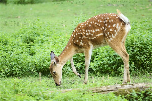 Sika deer (Cervus nippon) hind on a meadow, Bavaria, Germany, Europe