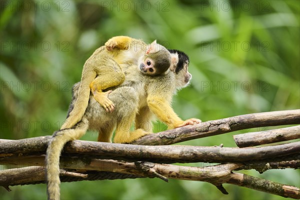 Black-capped squirrel monkey (Saimiri boliviensis) mother with he youngster, Germany, Europe