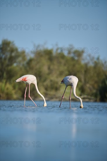 Greater Flamingos (Phoenicopterus roseus) walking in the water, Parc Naturel Regional de Camargue, France, Europe