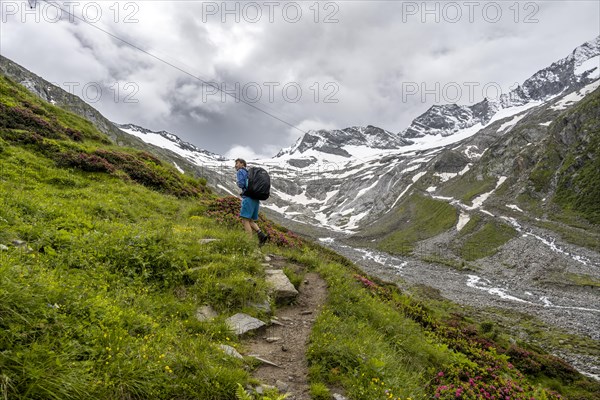 Mountaineers on a hiking trail between blooming alpine roses, view of the Schlegeisgrund valley, glaciated mountain peaks Hoher Weiszint and Dosso Largo with Schlegeiskees glacier, Berliner Hoehenweg, Zillertal, Tyrol, Austria, Europe