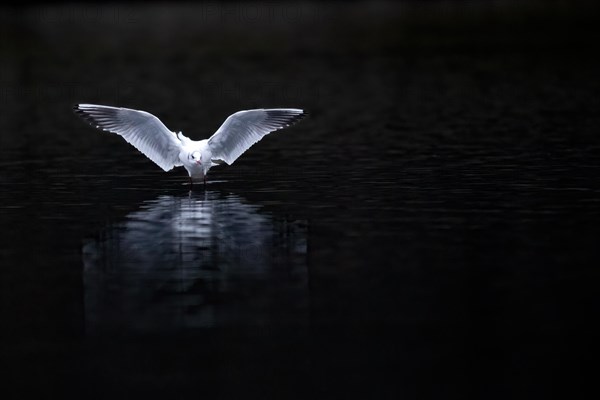 A black-headed gull landing, Lake Kemnader, Ruhr area, North Rhine-Westphalia, Germany, Europe