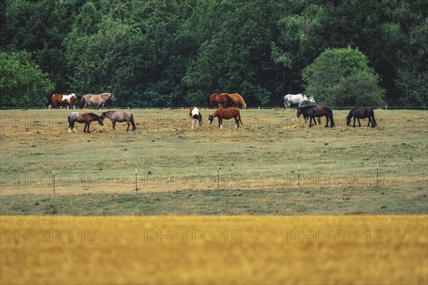 Group of horses in a pasture with a field in the foreground, Osterholz, Wuppertal, North Rhine-Westphalia, Germany, Europe