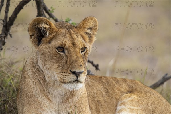 Lion (Panthera leo) Masai Mara Kenya