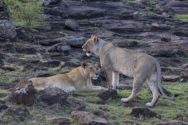 Lion (Panthera leo) Masai Mara Kenya