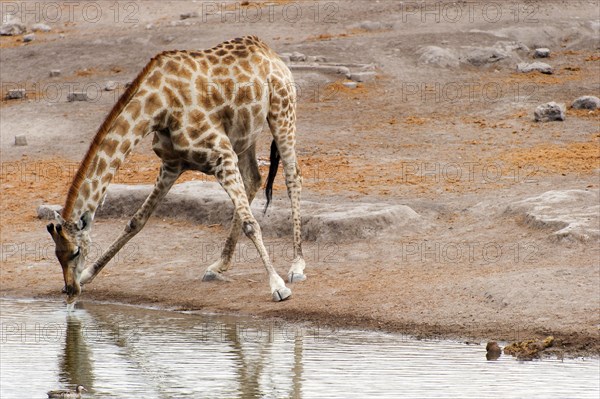 Angolan giraffe (Giraffa giraffa angolensis) drinking at Okaukuejo waterhole in Etosha National Park, giraffe, drinking, posture, bend, bending, Namibia, Africa