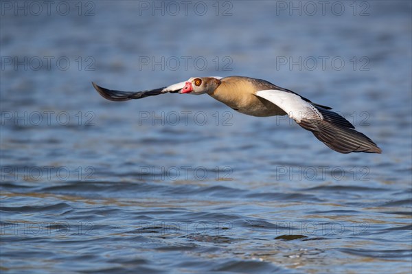 A Egyptian goose flying over a lake, Lake Kemnader, Ruhr area, North Rhine-Westphalia, Germany, Europe