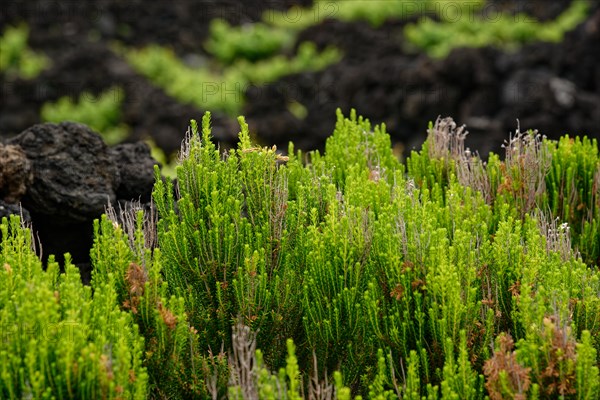 Close-up of bright green heather bushes growing between black lava rocks, north coast, Santa Luzia, Pico, Azores, Portugal, Europe