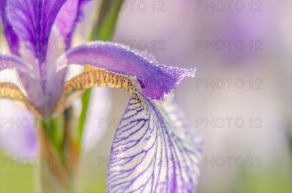 Siberian iris (Iris sibirica) in a wet meadow in the landscape. Bas-Rhin, Alsace, Grand Est, France, Europe