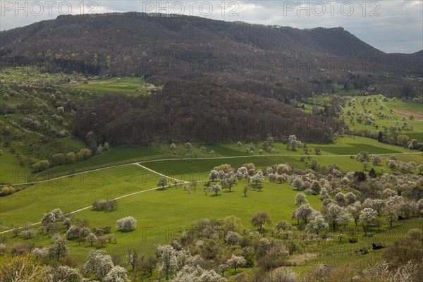 Orchard meadows near Weilheim an der Teck, Swabian Alb. View of the Breitenstein. Cherry blossom, apple blossom and pear blossom in full splendour. Spring awakening at the Limburg