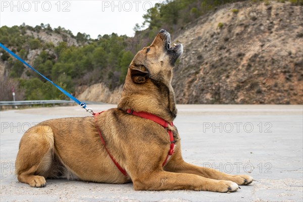 Closeup of a dog sitting howling waiting for its owner